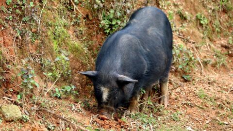 świnka wietnam,ska - zdjęcie demonstracyjne