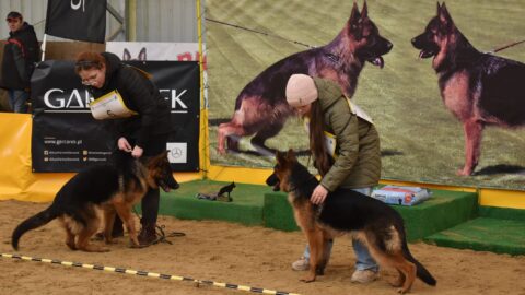 Zdjęcia przedstawiają owczarki niemieckie i ich właścicieli podczas wystawy psów w Zawidowicach.