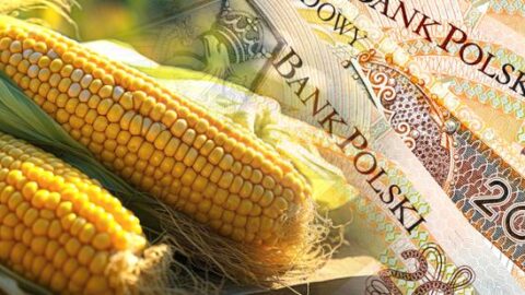 Grafika ukazująca kukurydzę na tle banknotów.