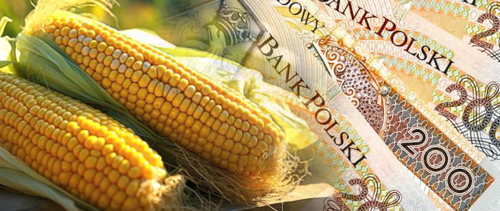 Grafika ukazująca kukurydzę na tle banknotów.