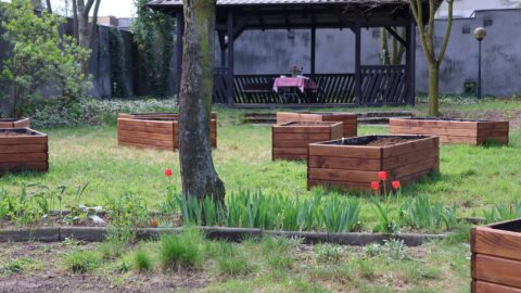 Ogród, w którym stoją skrzynie do uprawiania warzyw, owoców, ziół i kwiatów.