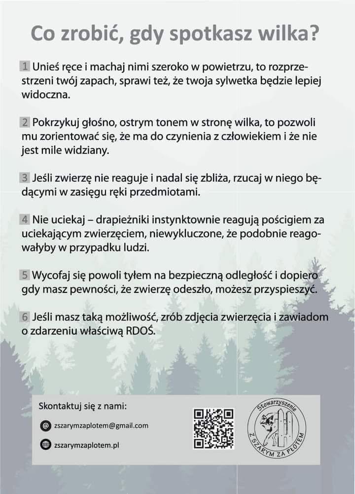 ulotka dotycząca zachowań w przypadku spotkania wilka.